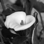 Mastering Digital Marketing Funnels